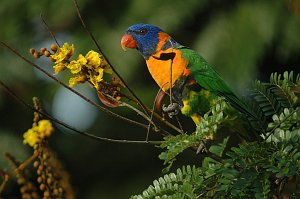 Parrot, Red-collared Lorikeet, 2007-12191923 Darwin, NT